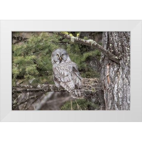 Great Gray Owl, Yellowstone National Park White Modern Wood Framed Art Print by Peaco, Jim