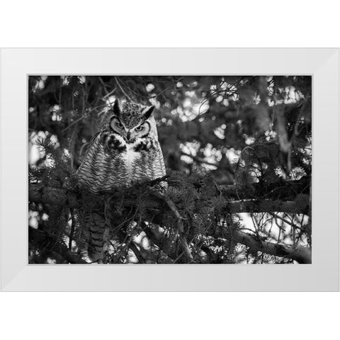 Great Horned Owl at Mammoth, Yellowstone National Park White Modern Wood Framed Art Print by Herbert, Neal