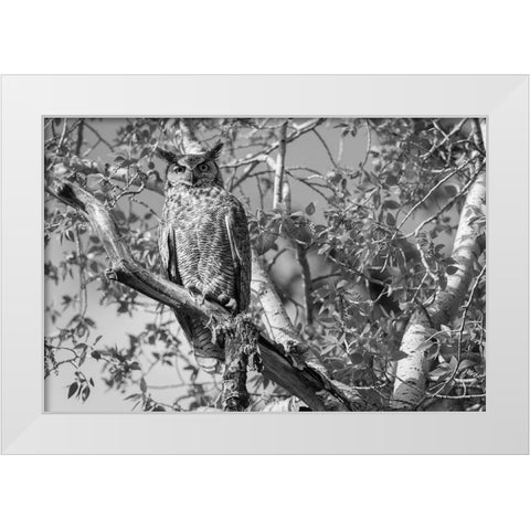 Great Horned Owl, Yellowstone National Park White Modern Wood Framed Art Print by Herbert, Neal