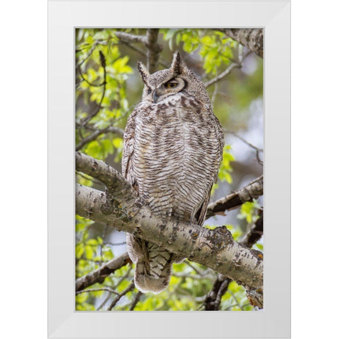 Great Horned Owl in Mammoth Hot Springs, Yellowstone National Park White Modern Wood Framed Art Print by Peaco, Jim