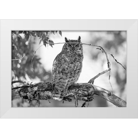 Great Horned Owl in Fort Yellowstone, Yellowstone National Park White Modern Wood Framed Art Print by The Yellowstone Collection