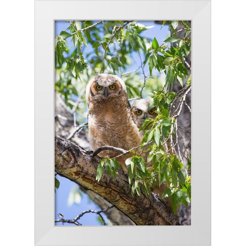 Great Horned Owlets, Mammoth Hot Springs, Yellowstone National Park White Modern Wood Framed Art Print by The Yellowstone Collection
