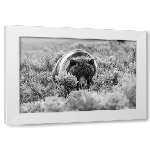 Grizzly Bear at Soda Butte Creek, Yellowstone National Park White Modern Wood Framed Art Print by Peaco, Jim