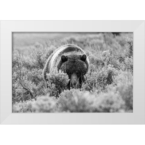Grizzly Bear at Soda Butte Creek, Yellowstone National Park White Modern Wood Framed Art Print by Peaco, Jim