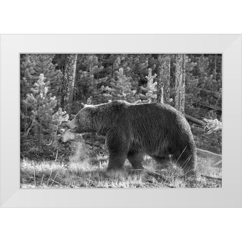 Grizzly Bear, Yellowstone National Park White Modern Wood Framed Art Print by Peaco, Jim