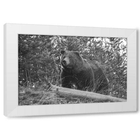Grizzly Bear, Yellowstone National Park White Modern Wood Framed Art Print by Peaco, Jim