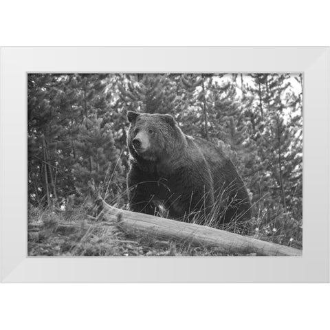 Grizzly Bear, Yellowstone National Park White Modern Wood Framed Art Print by Peaco, Jim