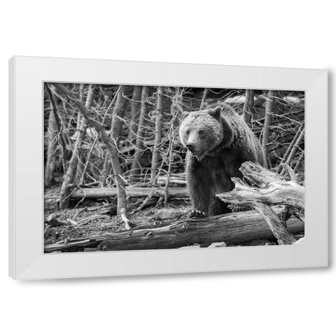 Grizzly Bear near Frying Pan Spring, Yellowstone National Park White Modern Wood Framed Art Print by Peaco, Jim
