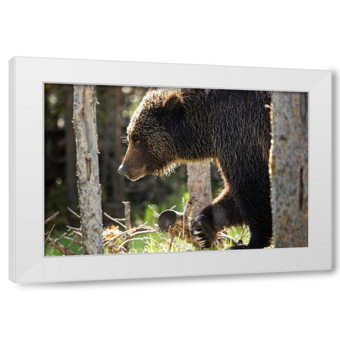 Grizzly Bear near Swan Lake, Yellowstone National Park White Modern Wood Framed Art Print by The Yellowstone Collection