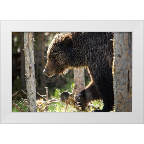Grizzly Bear near Swan Lake, Yellowstone National Park White Modern Wood Framed Art Print by The Yellowstone Collection