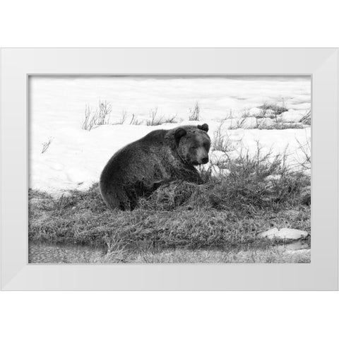 Grizzly Bear at Blacktail Pond, Yellowstone National Park White Modern Wood Framed Art Print by Peaco, Jim