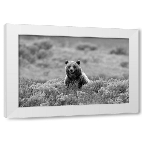 Grizzly Bear on Swan Lake Flats, Yellowstone National Park White Modern Wood Framed Art Print by Peaco, Jim