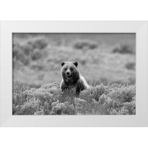 Grizzly Bear on Swan Lake Flats, Yellowstone National Park White Modern Wood Framed Art Print by Peaco, Jim