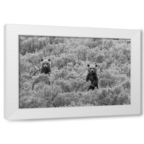 Grizzly Cubs, Yellowstone National Park White Modern Wood Framed Art Print by Peaco, Jim
