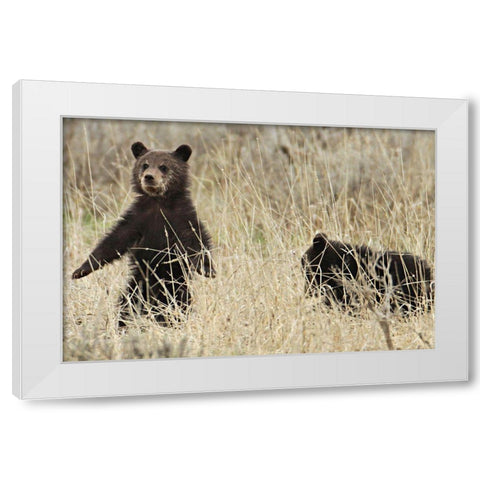 Grizzly Cubs near Fishing Bridge, Yellowstone National Park White Modern Wood Framed Art Print by Peaco, Jim