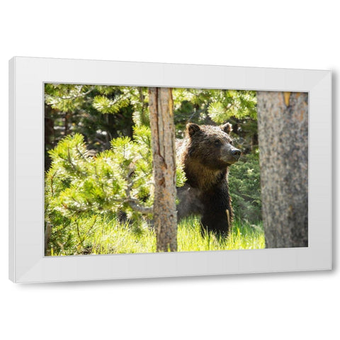 Grizzly near Swan Lake, Yellowstone National Park White Modern Wood Framed Art Print by The Yellowstone Collection