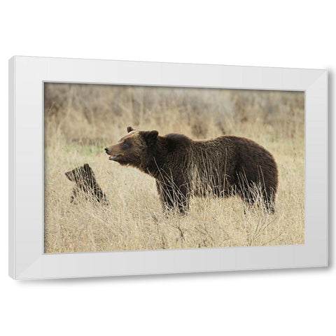 Grizzly Sow and Cub near Fishing Bridge, Yellowstone National Park White Modern Wood Framed Art Print by Peaco, Jim