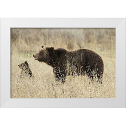 Grizzly Sow and Cub near Fishing Bridge, Yellowstone National Park White Modern Wood Framed Art Print by Peaco, Jim