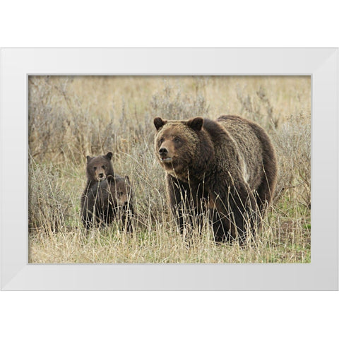 Grizzly Sow and Cubs near Fishing Bridge, Yellowstone National Park White Modern Wood Framed Art Print by Peaco, Jim