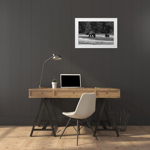 Grizzly Sow and Yearling near Daisy Geyser, Yellowstone National Park White Modern Wood Framed Art Print by Peaco, Jim