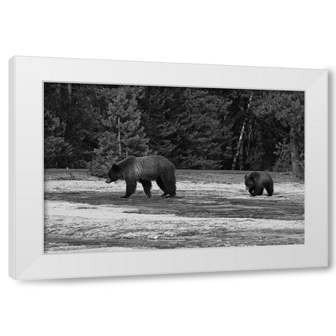 Grizzly Sow and Yearling near Daisy Geyser, Yellowstone National Park White Modern Wood Framed Art Print by Peaco, Jim