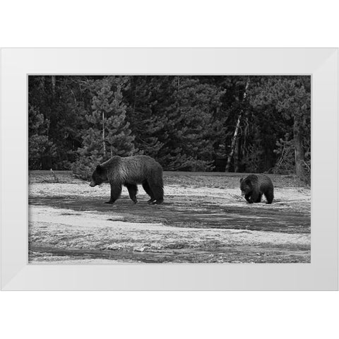 Grizzly Sow and Yearling near Daisy Geyser, Yellowstone National Park White Modern Wood Framed Art Print by Peaco, Jim
