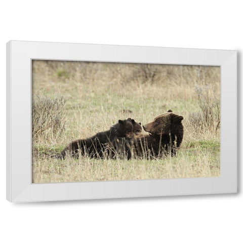 Grizzly Sow Nursing Cubs near Fishing Bridge, Yellowstone National Park White Modern Wood Framed Art Print by Peaco, Jim