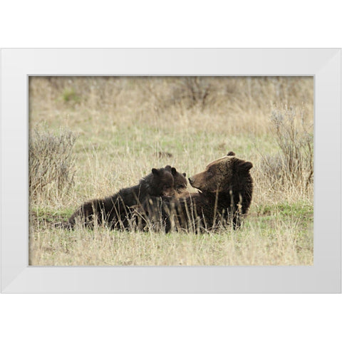 Grizzly Sow Nursing Cubs near Fishing Bridge, Yellowstone National Park White Modern Wood Framed Art Print by Peaco, Jim
