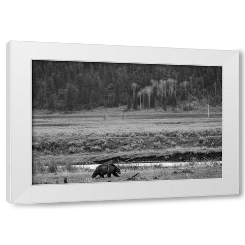 Grizzly, Lamar Valley, Yellowstone National Park White Modern Wood Framed Art Print by The Yellowstone Collection