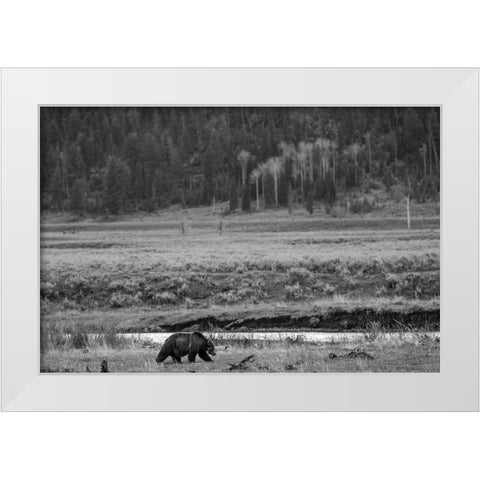Grizzly, Lamar Valley, Yellowstone National Park White Modern Wood Framed Art Print by The Yellowstone Collection