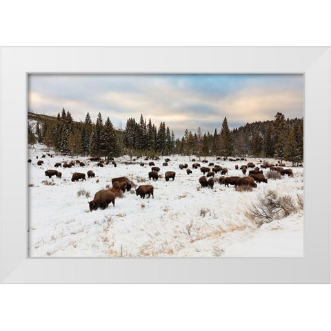 Bison near Wraith Falls Trailhead, Yellowstone National Park White Modern Wood Framed Art Print by Frank, Jacob W.