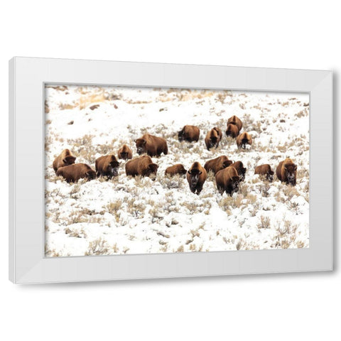 Bison near Blacktail Ponds, Yellowstone National Park White Modern Wood Framed Art Print by Frank, Jacob W.