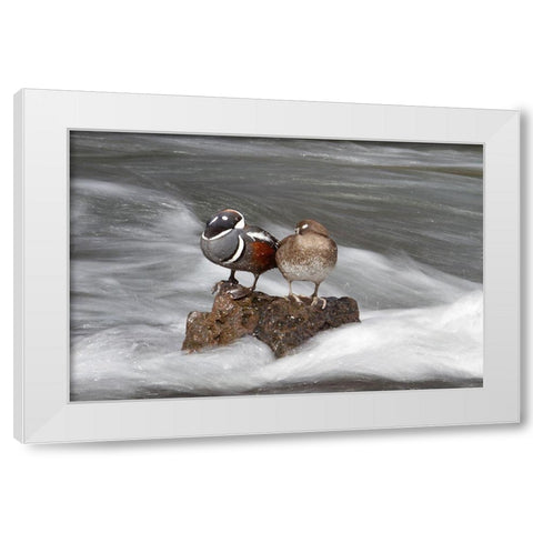 Harlequin Ducks, Yellowstone River, Yellowstone National Park White Modern Wood Framed Art Print by Peaco, Jim