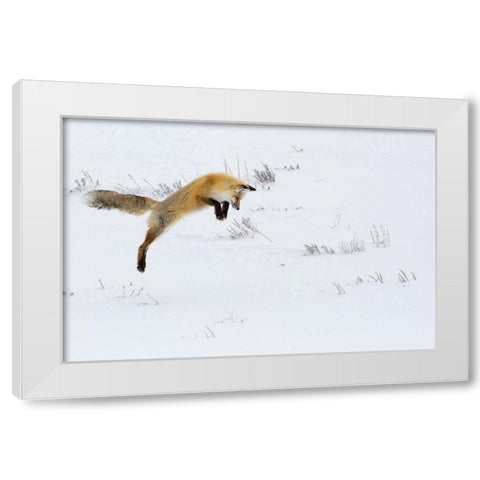 Hunting Fox Leaping, Hayden Valley, Yellowstone National Park White Modern Wood Framed Art Print by The Yellowstone Collection
