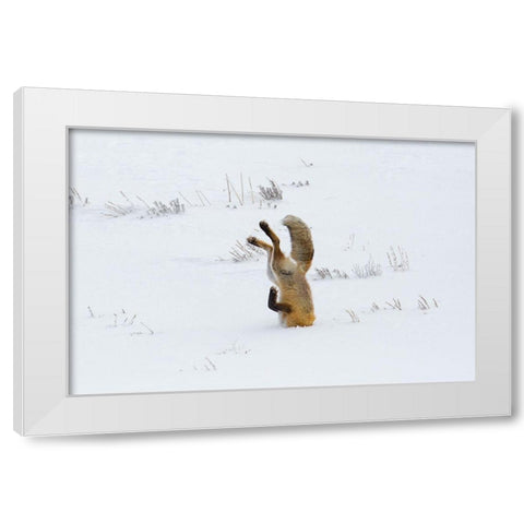 Hunting Fox, Head First, Hayden Valley, Yellowstone National Park White Modern Wood Framed Art Print by The Yellowstone Collection