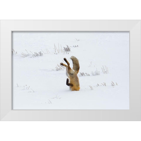 Hunting Fox, Head First, Hayden Valley, Yellowstone National Park White Modern Wood Framed Art Print by The Yellowstone Collection
