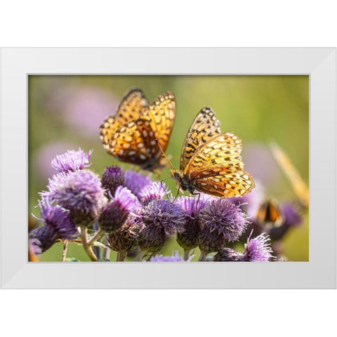 Hydaspe Butterflies, Mammoth Hot Springs, Yellowstone National Park White Modern Wood Framed Art Print by The Yellowstone Collection