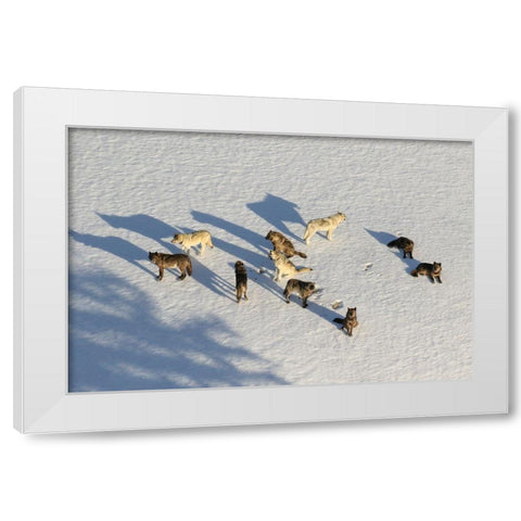 Junction Butte Wolf Pack, Yellowstone National Park White Modern Wood Framed Art Print by Stahler, Dan