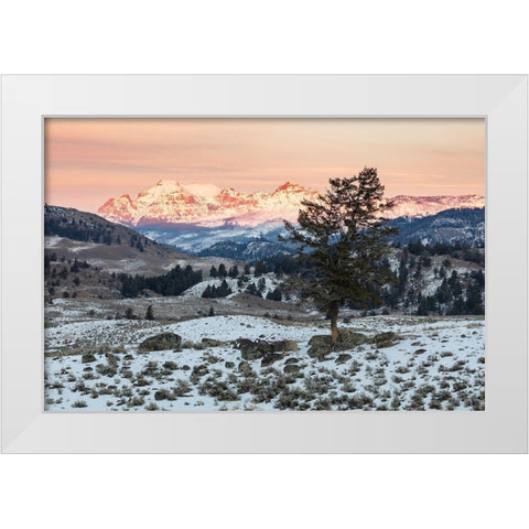 Last light on Cutoff Mountain, Yellowstone National Park White Modern Wood Framed Art Print by The Yellowstone Collection
