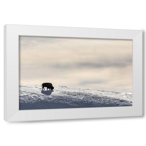 Lone Bison in Hayden Valley, Yellowstone National Park White Modern Wood Framed Art Print by The Yellowstone Collection