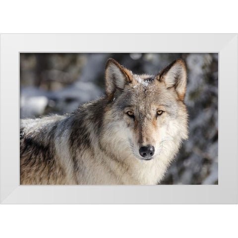 Lone Wolf, Yellowstone National Park White Modern Wood Framed Art Print by The Yellowstone Collection