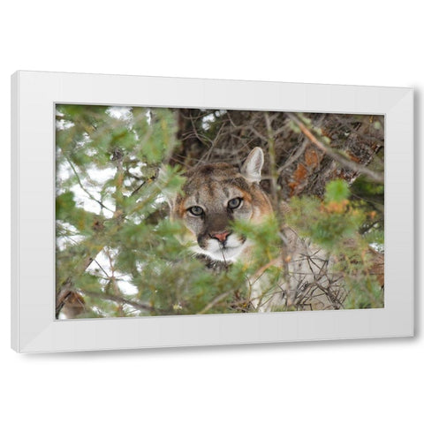 Male Cougar, Yellowstone National Park White Modern Wood Framed Art Print by The Yellowstone Collection