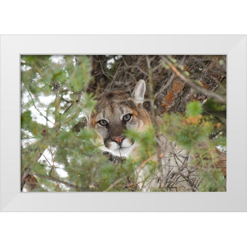 Male Cougar, Yellowstone National Park White Modern Wood Framed Art Print by The Yellowstone Collection