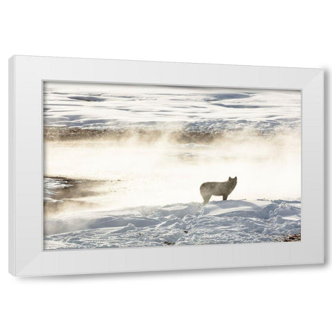 Wolf of the Wapiti Lake Pack, Yellowstone National Park White Modern Wood Framed Art Print by Frank, Jacob W.