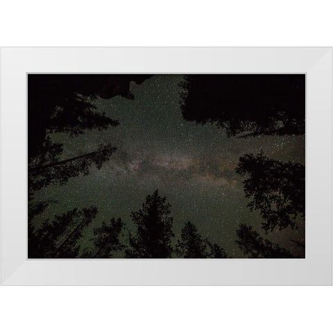 Milky Way and Lodgepole Pines, Yellowstone National Park White Modern Wood Framed Art Print by The Yellowstone Collection