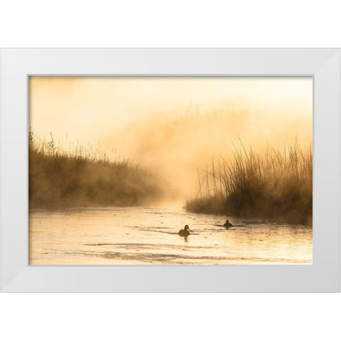 Morning Steam on the Madison River, Yellowstone National Park White Modern Wood Framed Art Print by The Yellowstone Collection