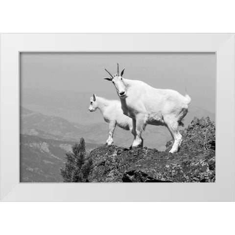 Mountain Goats on Sepulcher Mountain, Yellowstone National Park White Modern Wood Framed Art Print by The Yellowstone Collection
