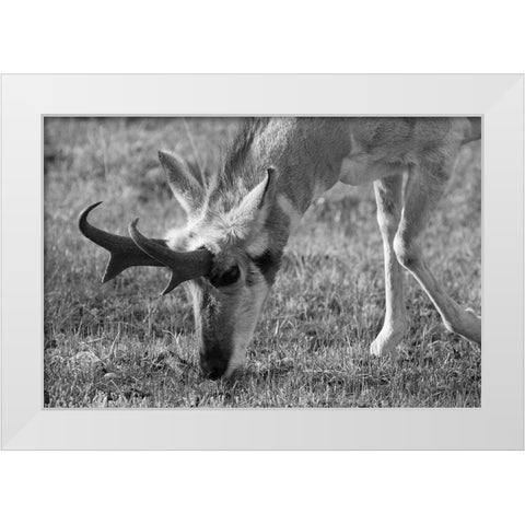 North American Pronghorn, Lamar Valley, Yellowstone National Park White Modern Wood Framed Art Print by The Yellowstone Collection