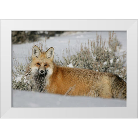 Red Fox in Lamar Valley, Yellowstone National Park White Modern Wood Framed Art Print by The Yellowstone Collection