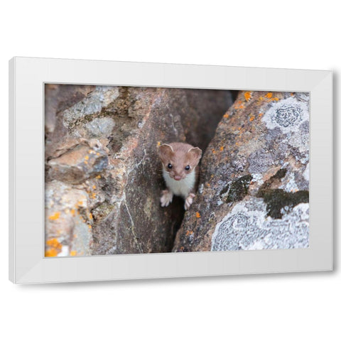 Short-tailed Weasel, Yellowstone National Park White Modern Wood Framed Art Print by Frank, Jacob W.